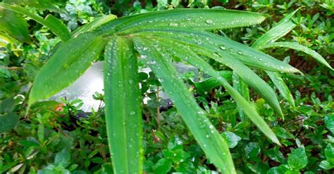 雨 五行